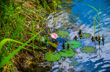 beautiful water lilies, a pond