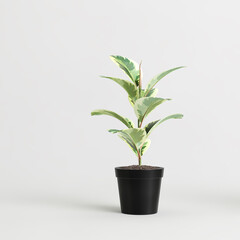 3d illustration of houseplant potted isolated on white background