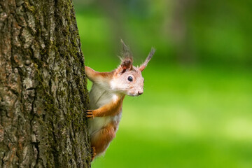 Curious red squirrel peeking behind the tree trunk.