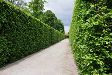 Heckenallee im Kloster Neuzelle