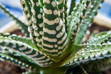 aloes w przybliżeniu 