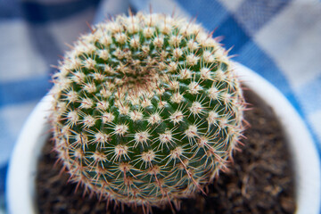 mały kaktus w białej doniczce z bliska  