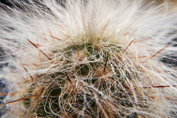 włochaty kaktus w przybliżeniu 