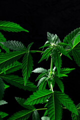 Cannabis plants in bloom on a black background. Growing marijuana for medicinal purposes