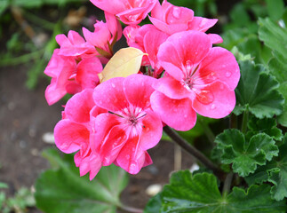 Flower Pelargonium (Latin Pelargonium) or Geranium (Latin Geranium) pale pink after rain in the summer garden 