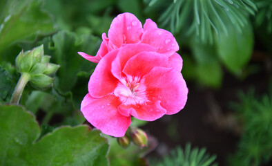 Flower Pelargonium (Latin Pelargonium) or Geranium (Latin Geranium) pale pink after rain in the summer garden 
