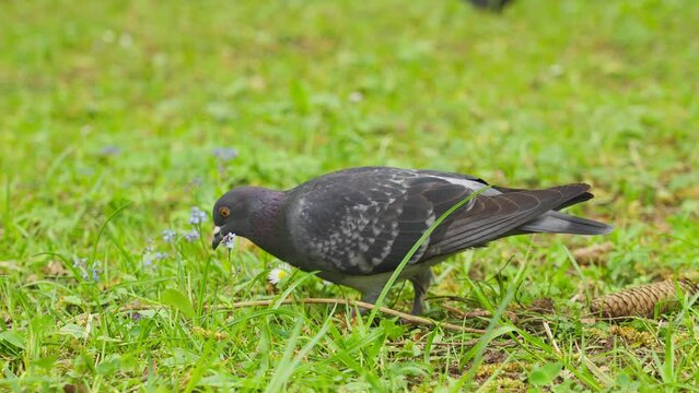 Tracking shot closeup of pigeon walking on vibrant green grass, day