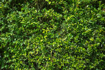 Green Leaves background, Vertical with tropical green leaf tree fence for background.