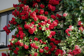 Fototapeta na wymiar Prächtige rote Rosenblüten - Detailaufnahme