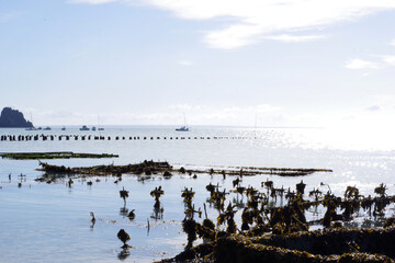 Ostréiculture à Cancale