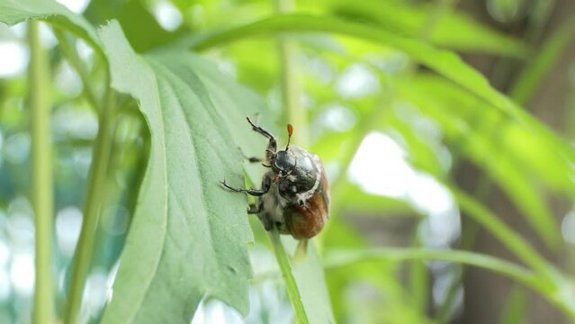 Insects. The cockchafer crawls on the leaf of the plant. Close-up. Siberia.
