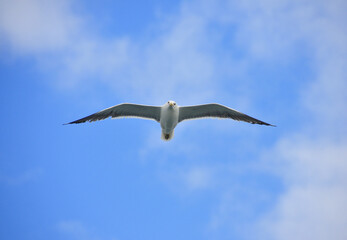 Gull in flight