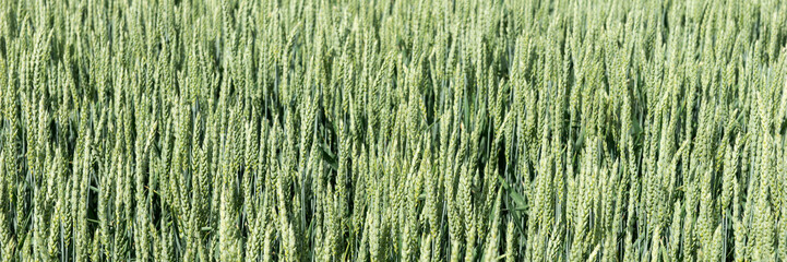 Green wheat field. Panoramic natural background