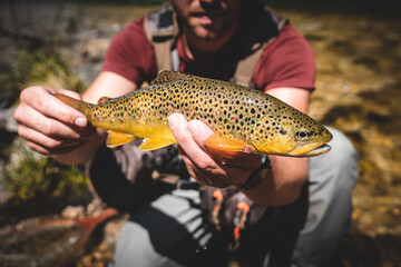 Frische Bachforelle beim Fliegenfischen gefangen	
