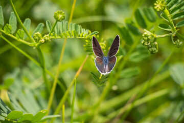 blue and white butterfly on the green plant