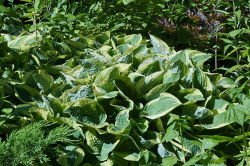 Two-tone corrugated host leaves in the flower garden.
