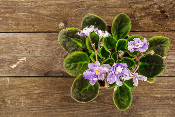 Blooming colorful domestic violet in a pot on a wooden background. Bright flowers