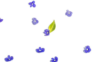 Blue forget me not flowers isolated on a white background. Springtime concept, floral elements