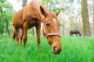 Naklejka na ściany i meble Horses eating grass in the forest