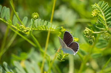 blue and white butterfly on the green plant