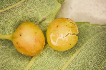 Oak gall apple