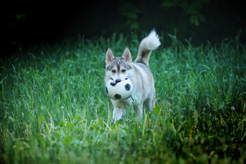 A husky dog is resting in the green grass with a soccer ball
