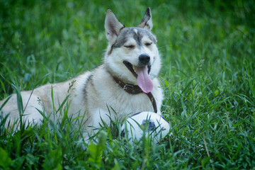 A husky dog is resting in the green grass with a soccer ball