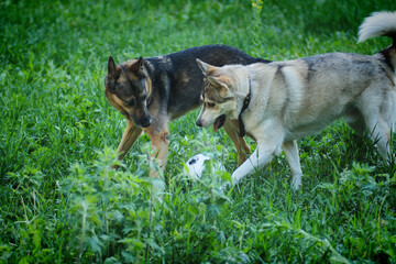 A husky dog plays with a German Shepherd on the green grass in summer