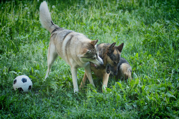 A husky dog plays with a German Shepherd on the green grass in summer