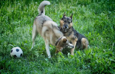 Naklejka na ściany i meble A husky dog plays with a German Shepherd on the green grass in summer