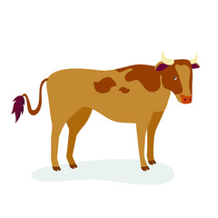 Bull with spotted color stands on hooves