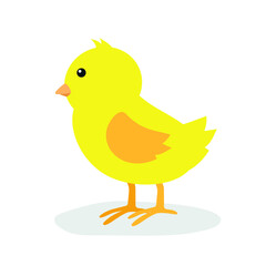 Yellow chick stands on its paws