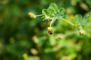 Red ladybug on the green grass