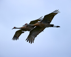 Sandhill Crane flying 