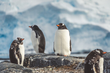 Obraz premium Penguins in Antarctica. Port Lockroy