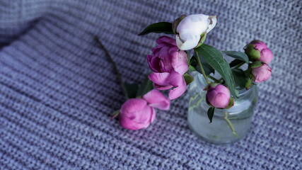 Vase with beautiful peony buds flowers on the knitted background