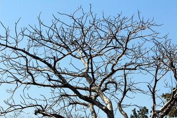 OLD DRY TREE WITHOUT LEAF IN WOOD ISOLATED ON LIGHT BLUE BACKGROUND