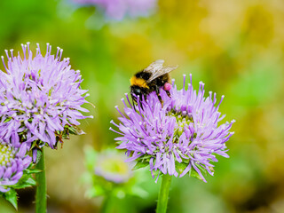 The bumblebee and the purple flower