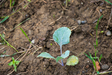 Seedling close-up, gardening and farming