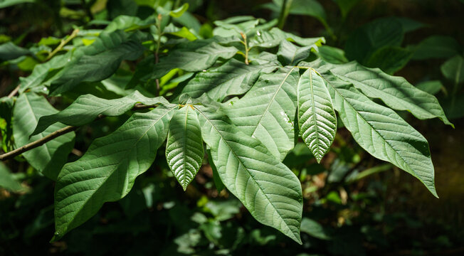 Young dark-green leaves of Asimina triloba or pawpaw in the garden against green blurred backdrop. Nature concept for any design background. Place for your text