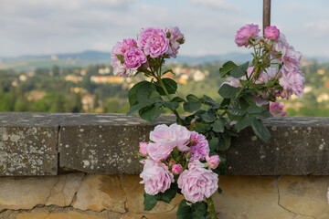 Fototapeta na wymiar Boboli pink roses with hills in background