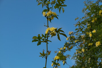 Boboli yellow roses with blue sky in background
