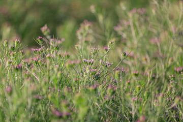 Cumin plant in the garden,cumin is one of the most popular spices,unripped cumin green plants,cumin cultivation and plants,caraway or carvi plants