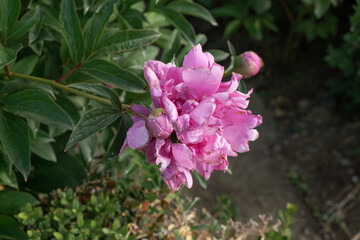 Boboli pink peonies with blooms and dewdrops