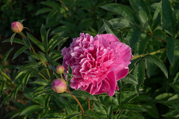 Boboli pink peonies with blooms