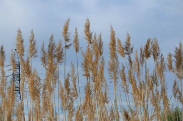 grass reeds against the background of blue sky, background of nature