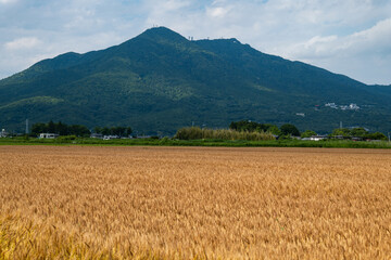 麦収穫の時期、麦秋の筑波山