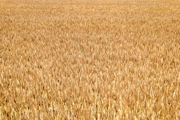 麦収穫の時期、麦秋