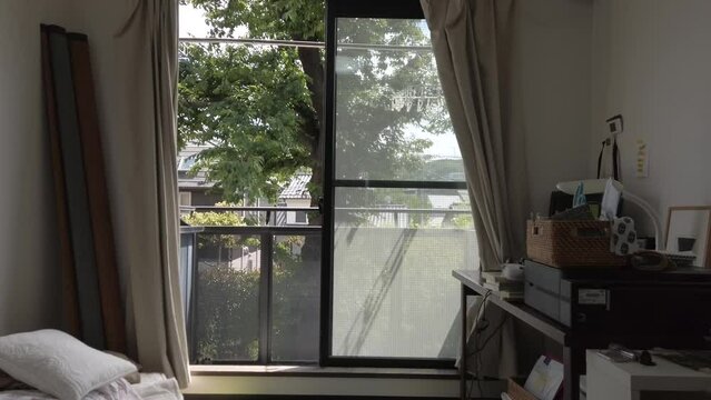 A large tree in early summer seen from the window of the apartment.