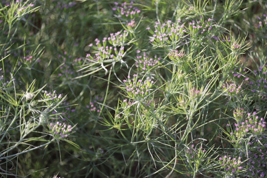 cumin (zira) on a farm in Gujarat India,Cumin cultivation and plants,most popular cumin seeds plant in indian farm or garden,
